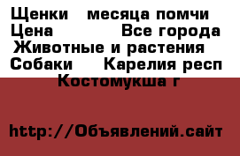 Щенки 4 месяца-помчи › Цена ­ 5 000 - Все города Животные и растения » Собаки   . Карелия респ.,Костомукша г.